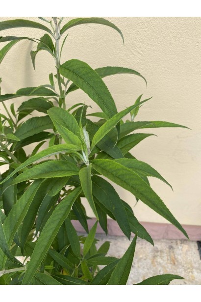 Будлея Давида Вайт Проф`южен - 5л/вис.80-100см/Ø40-50см